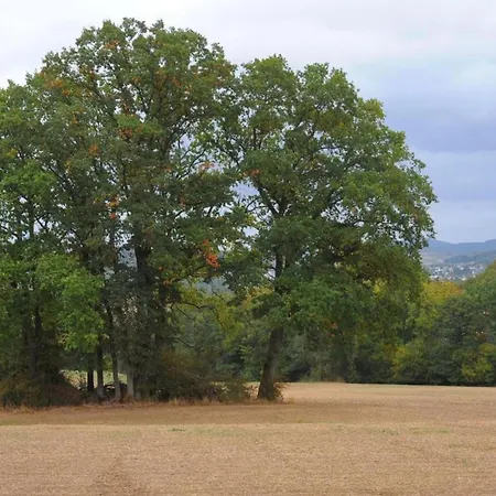 In Eifel Near Forest And Mountains Semesterbostad