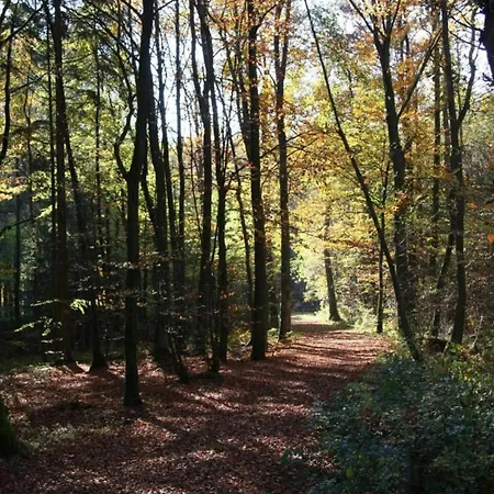 In Eifel Near Forest And Mountains *